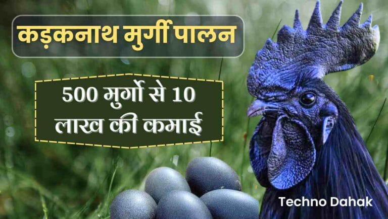 Kadaknath Murgi Palan In Hindi