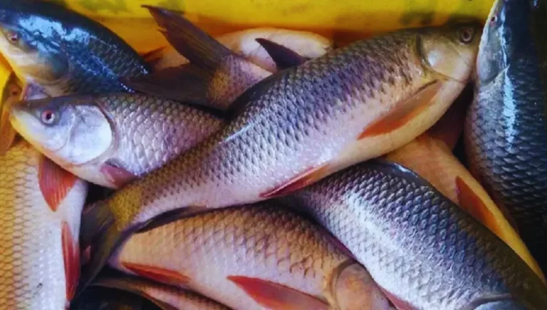 Fish Farming Business
