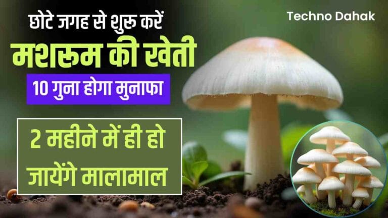 Mushroom Farming Business